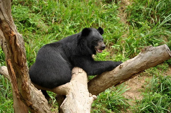 Asiatic black bear — Stock Photo, Image