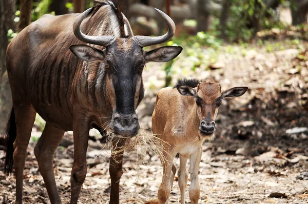 Gado selvagem. — Fotografia de Stock