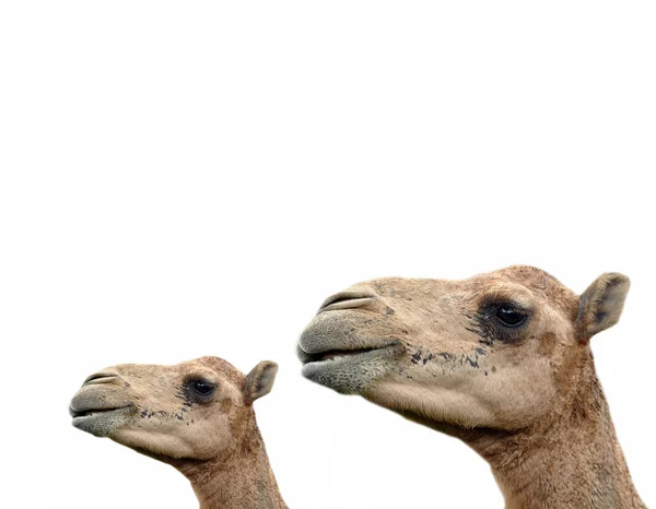 Αραβική καμήλα — Φωτογραφία Αρχείου