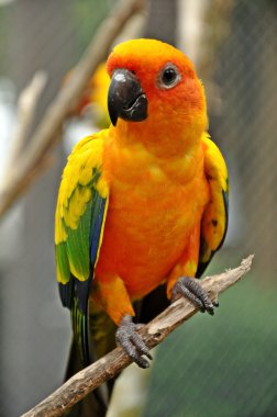 Güneş conure