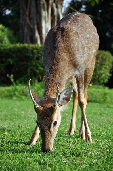 Cervo sika — Foto Stock