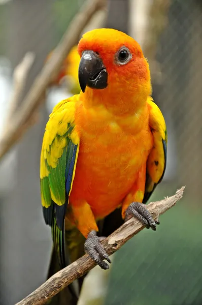 Sun conure — Φωτογραφία Αρχείου