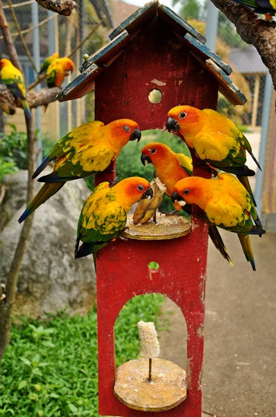 Sole conure — Foto Stock