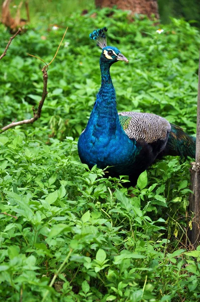 Pavão — Fotografia de Stock