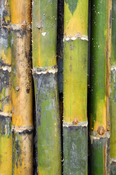 Bamboos — Stock Photo, Image