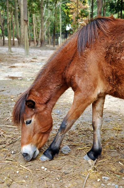 Ponny — Stockfoto