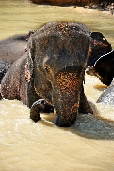 Elefant — Stockfoto