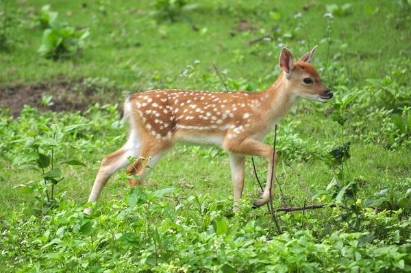 Sika-Hirsch — Stockfoto