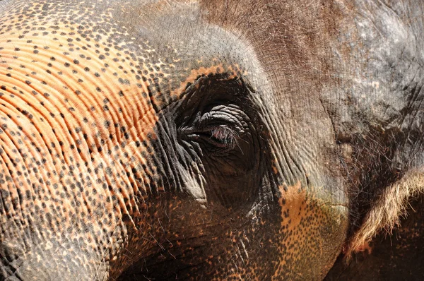 Occhi di elefante — Foto Stock