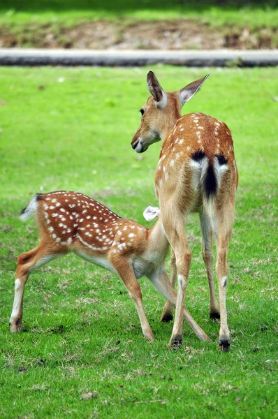 Sika deers — Stock Photo, Image