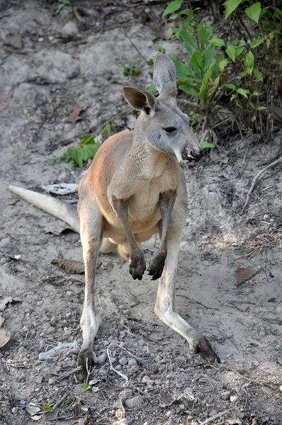 Kangaro — Stock Photo, Image