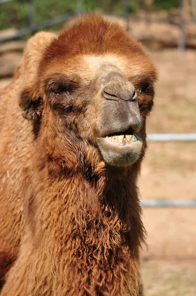 Bactrian camel — Stock Photo, Image