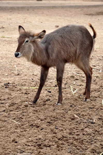 Waterbuck — Stock Photo, Image