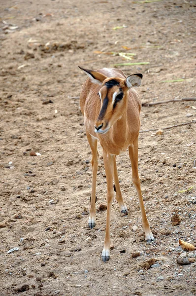 İmpala — Stok fotoğraf