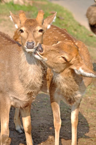 The sika deer — Stock Photo, Image