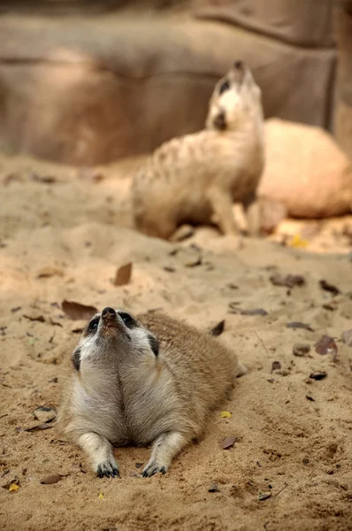 Meerkats — Stock Fotó