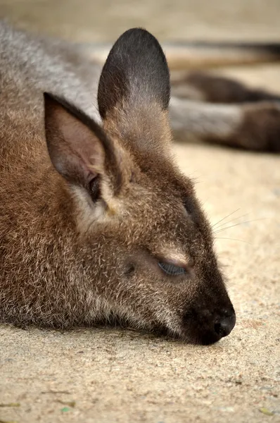 Wallaby — Stock Photo, Image