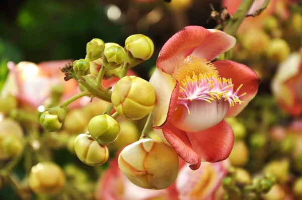 Cannonball flores del árbol — Foto de Stock