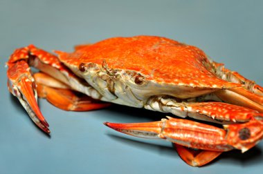 Steamed crab clipart