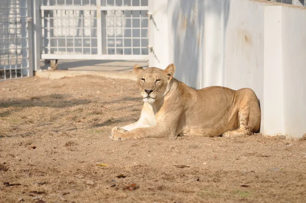 Female lion — Stock Photo, Image