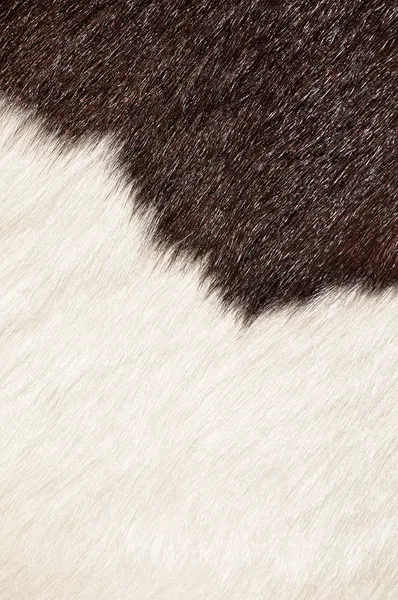 Hnědý a bílý chlupatý texturu krávy — Stock fotografie