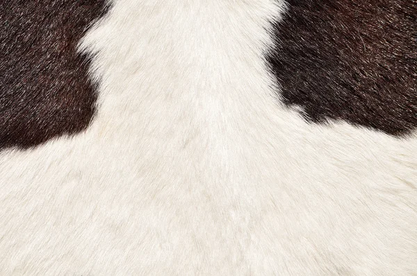 Brown and white hairy texture of cow — Stock Photo, Image