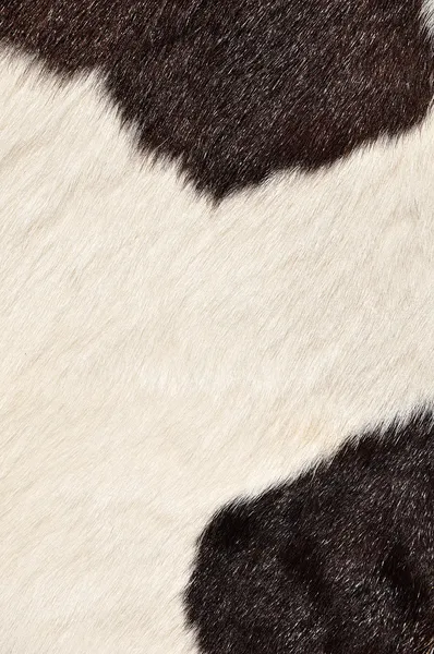Hnědý a bílý chlupatý texturu krávy — Stock fotografie