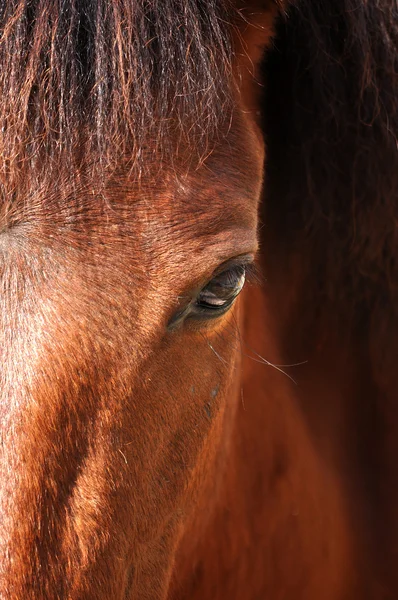 Paarden oog — Stockfoto