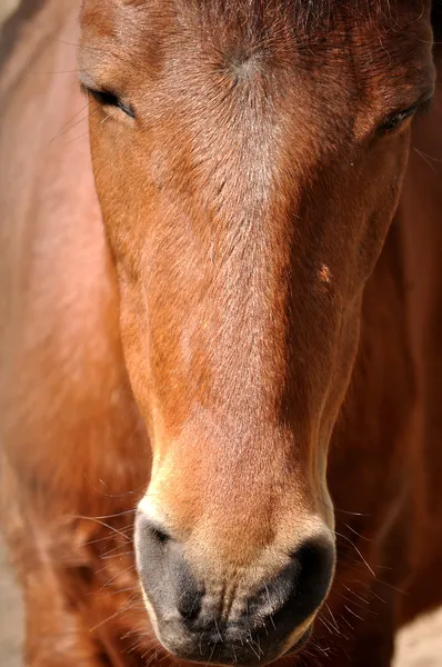 말의 — 스톡 사진