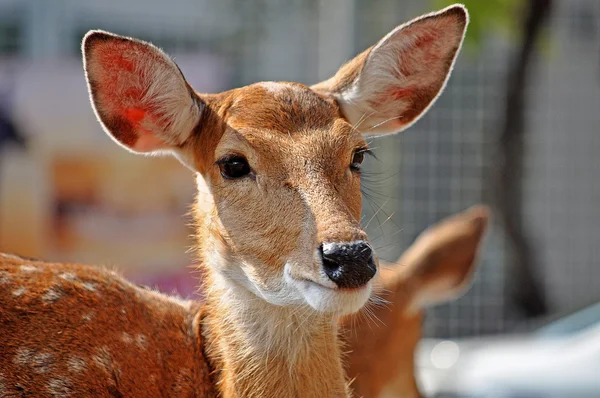 Giovane femmina sika cervo — Foto Stock