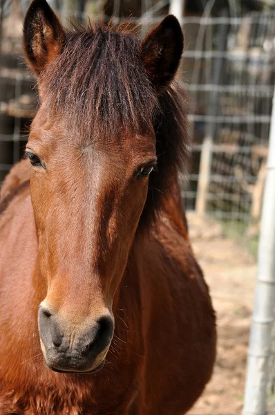 Het paard — Stockfoto