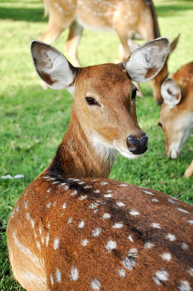 Jonge vrouwelijke sika herten — Stockfoto