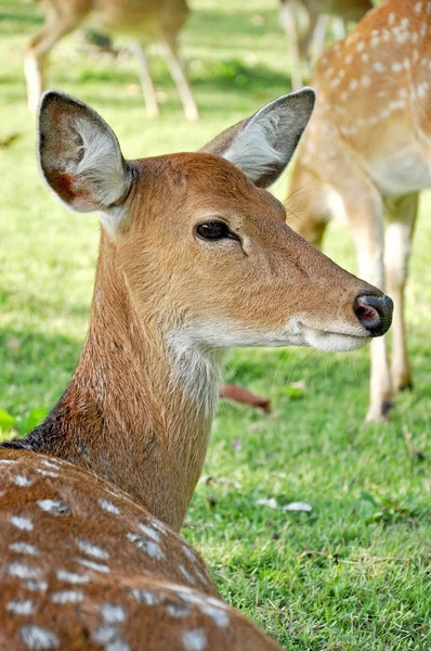 Młoda kobieta sika jelenie — Zdjęcie stockowe