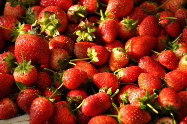 Aardbeien — Stockfoto