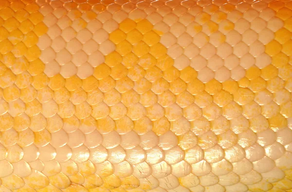 Piel de serpiente —  Fotos de Stock