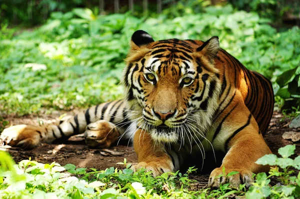 Indo-Chinese tijger — Stockfoto