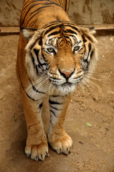 Indo-Chinese tijger — Stockfoto