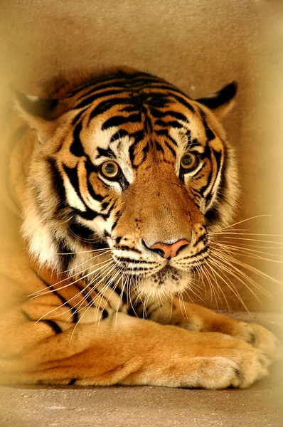 インドシナ タイガー — ストック写真