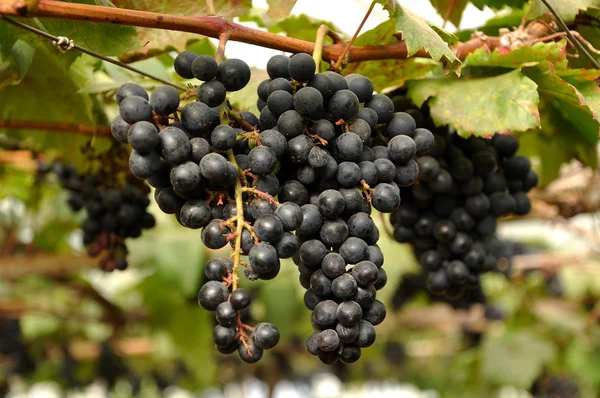 Grapes on the vine — Stock Photo, Image