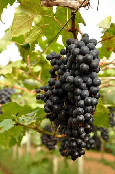 Raisins sur la vigne — Photo
