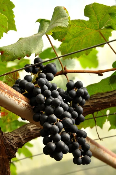 Raisins sur la vigne — Photo