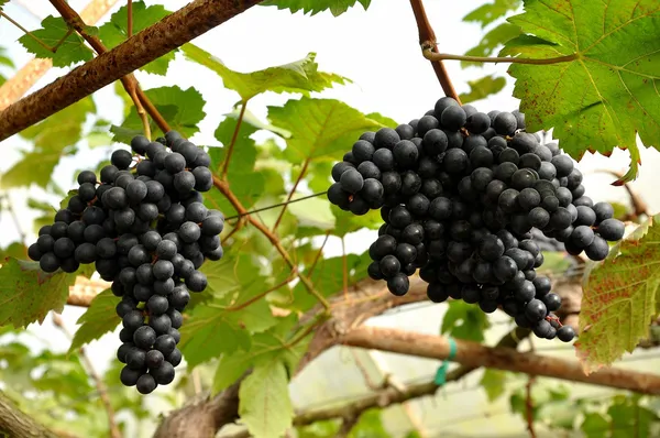 Uvas en la vid — Foto de Stock