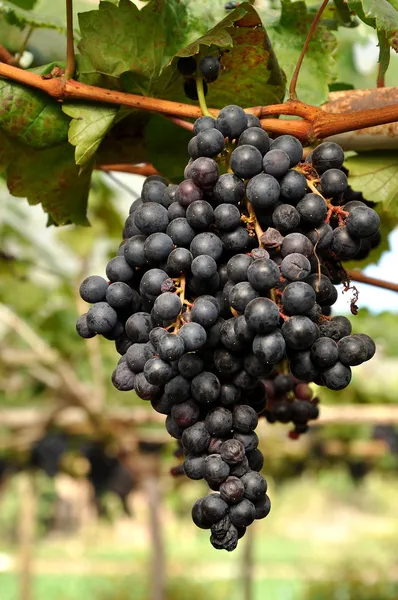 Uvas en la vid — Foto de Stock