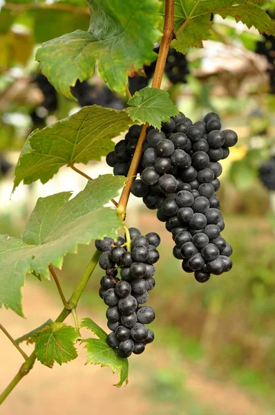 Uvas en la vid —  Fotos de Stock