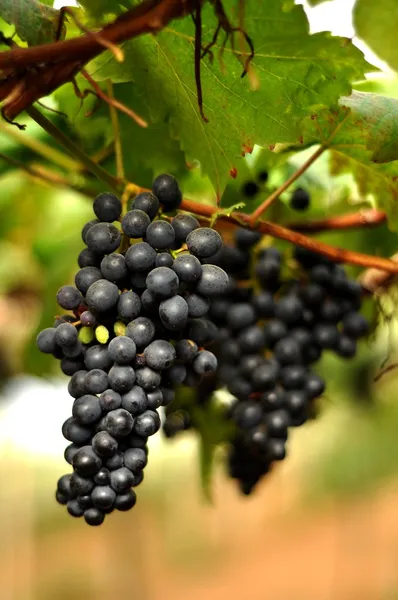 Raisins sur la vigne — Photo