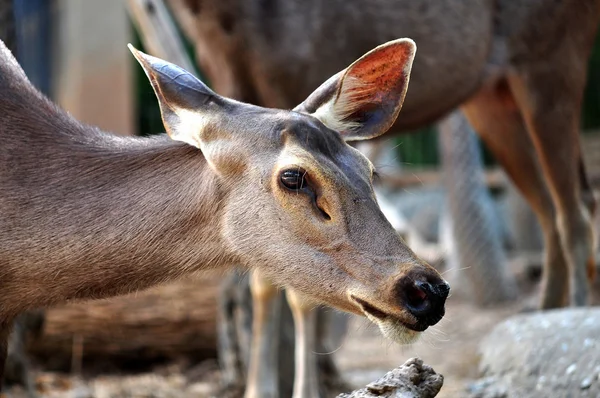 Sambar deer — Stock Photo, Image