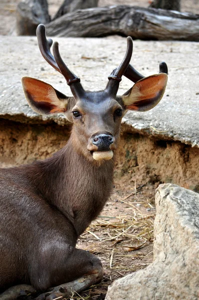 சாம்பார் மான் — ஸ்டாக் புகைப்படம்