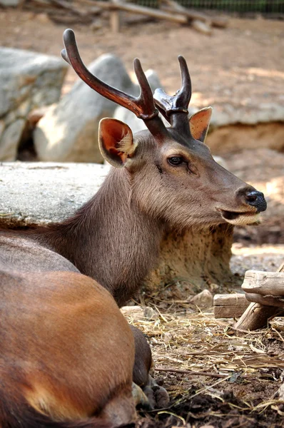 Sambar indyjski — Zdjęcie stockowe