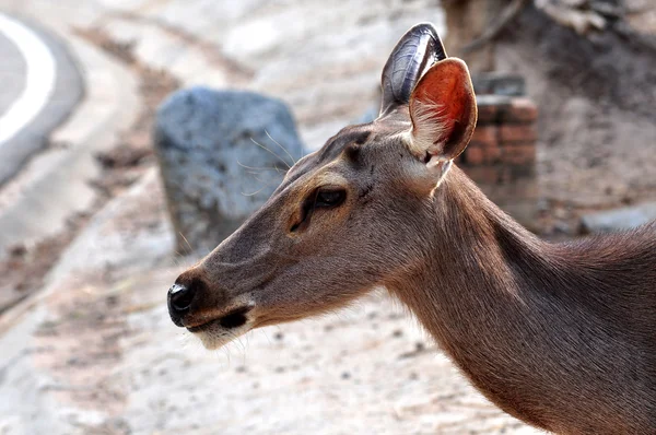 Sambar deer — Stock Photo, Image