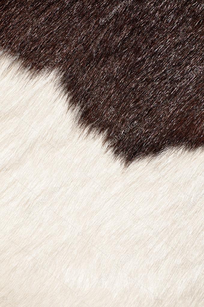 Brown and white hairy texture of cow